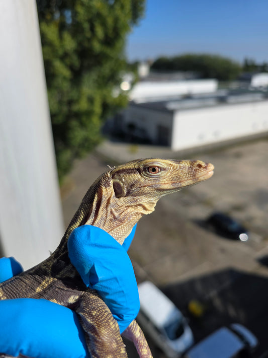 Bindenwaran / Varanus salvator