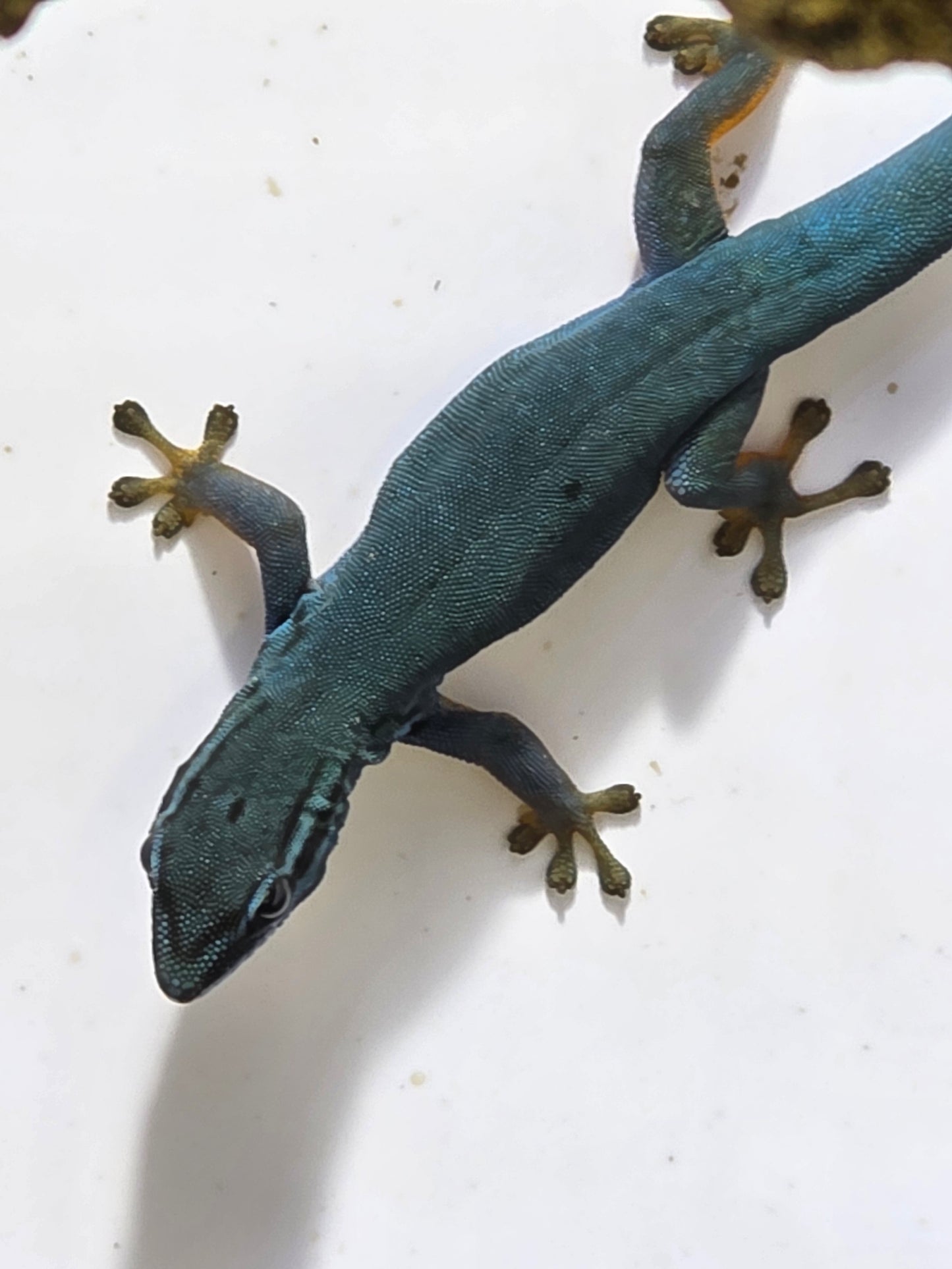 Electric Blue Taggecko / Lygodactylus williamsi