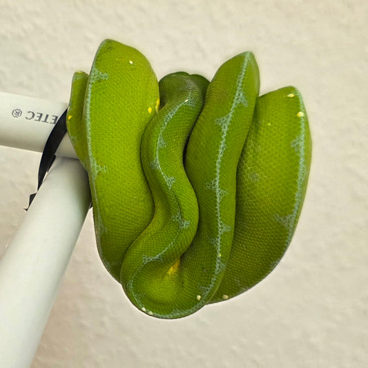 Grüner Baumpython / Morelia viridis