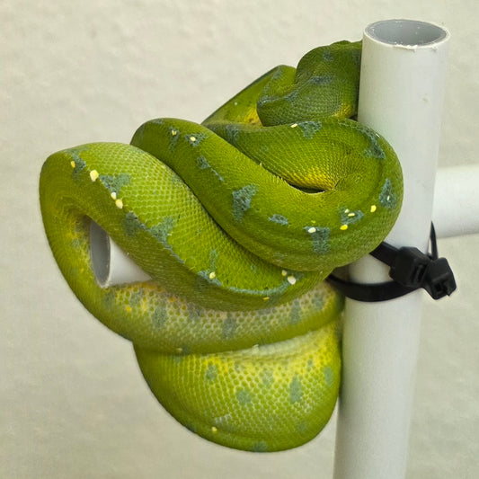 Grüner Baumpython / Morelia viridis