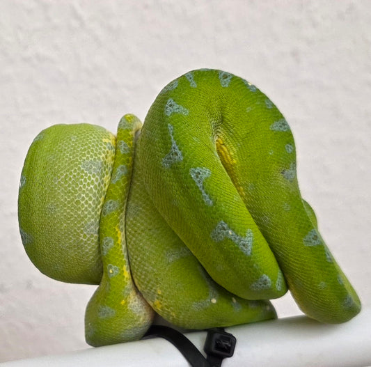 Grüner Baumpython / Morelia viridis