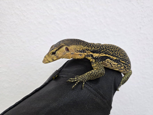 Bindenwaran / Varanus salvator