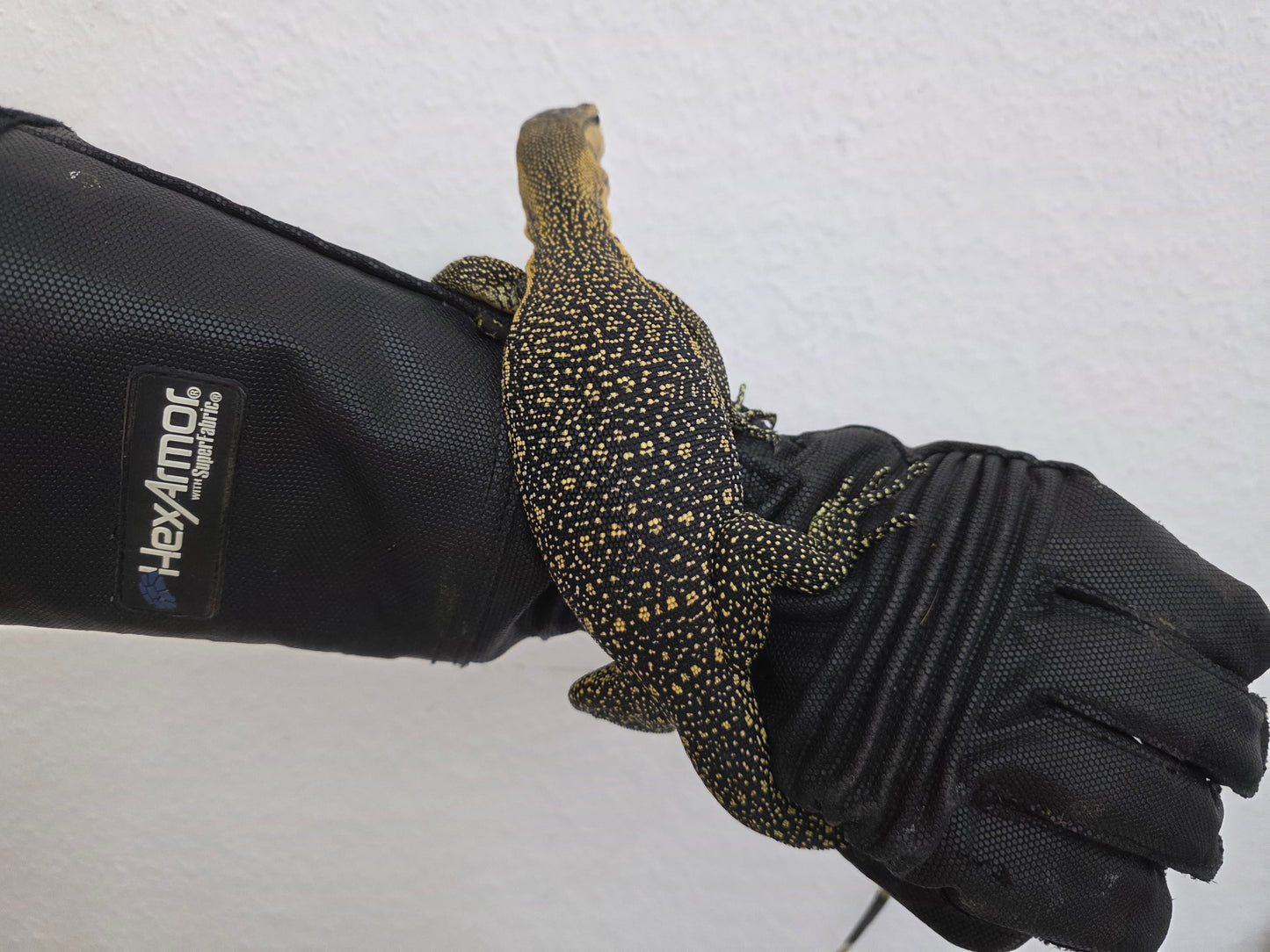 Bindenwaran / Varanus salvator