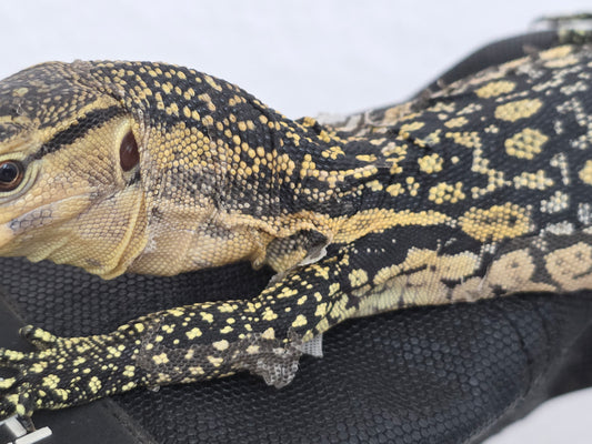 Bindenwaran / Varanus salvator