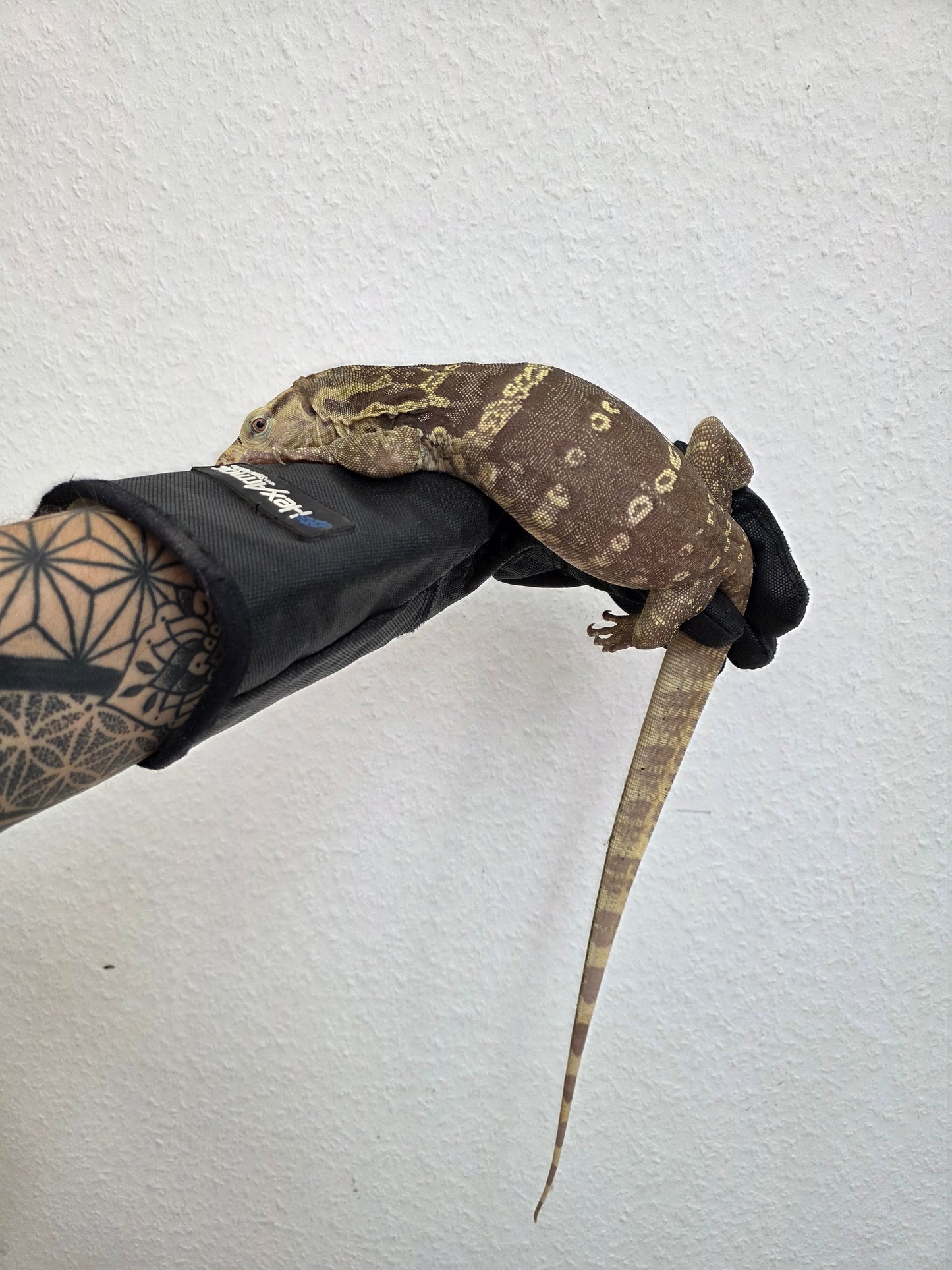 Bindenwaran / Varanus salvator