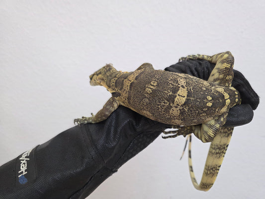 Bindenwaran / Varanus salvator