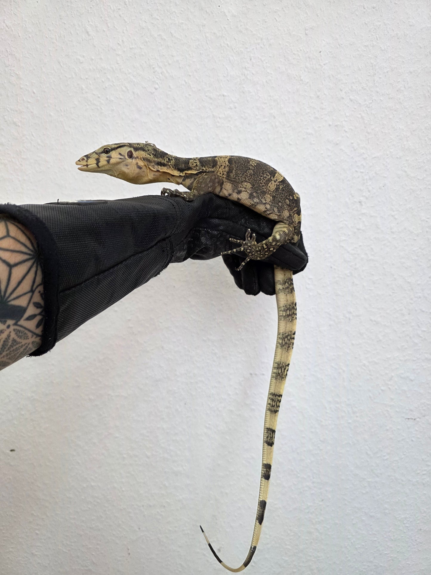 Bindenwaran / Varanus salvator