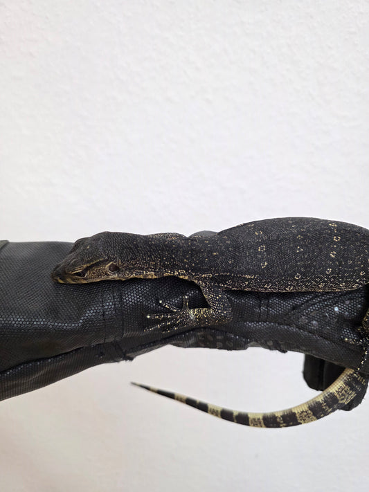 Bindenwaran / Varanus salvator