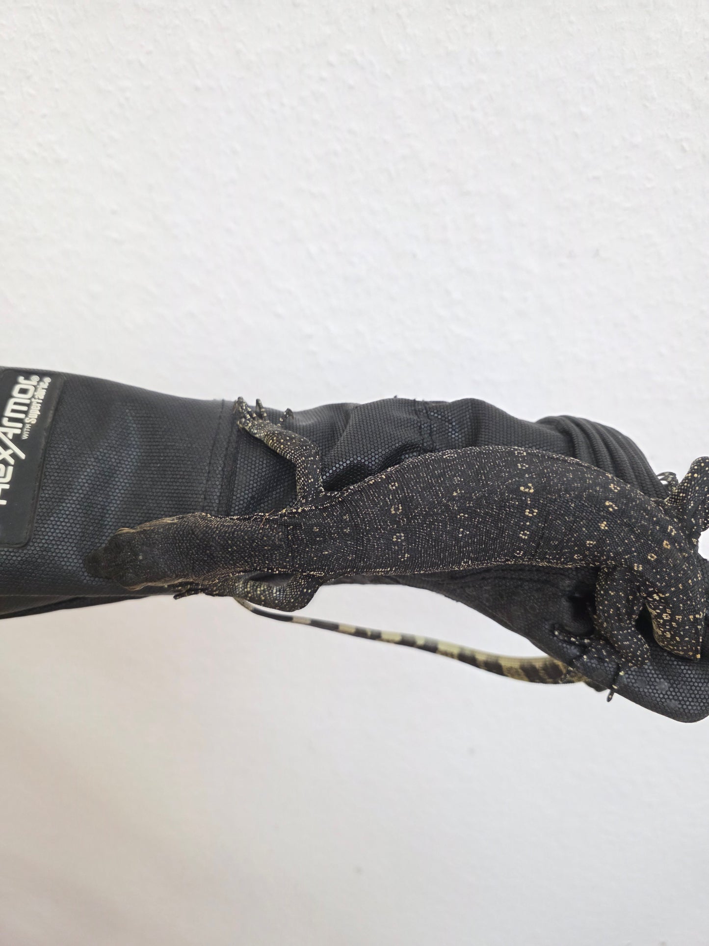 Bindenwaran / Varanus salvator
