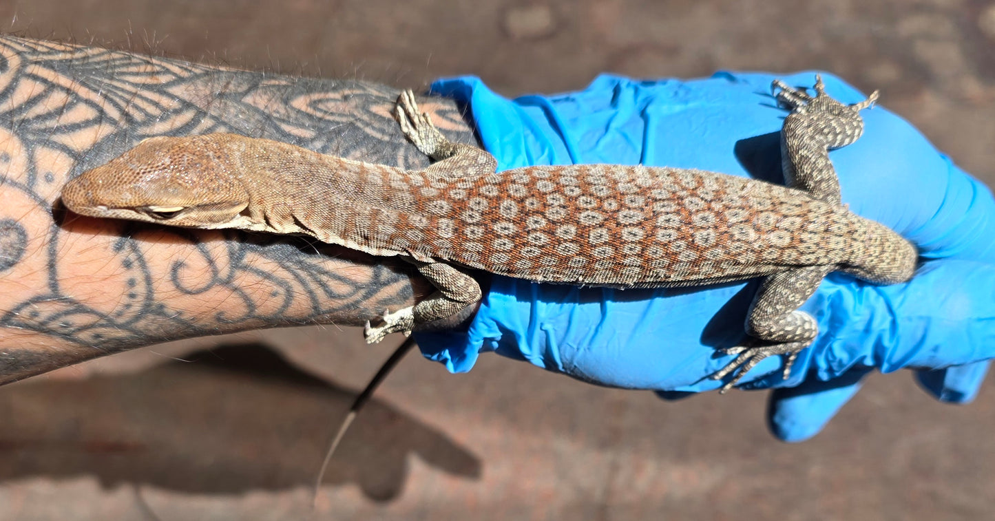 Trauerwaran / Varanus tristis orientalis