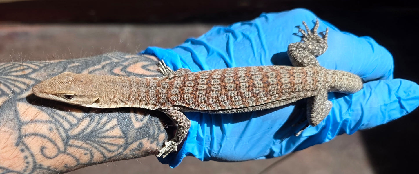 Trauerwaran / Varanus tristis orientalis