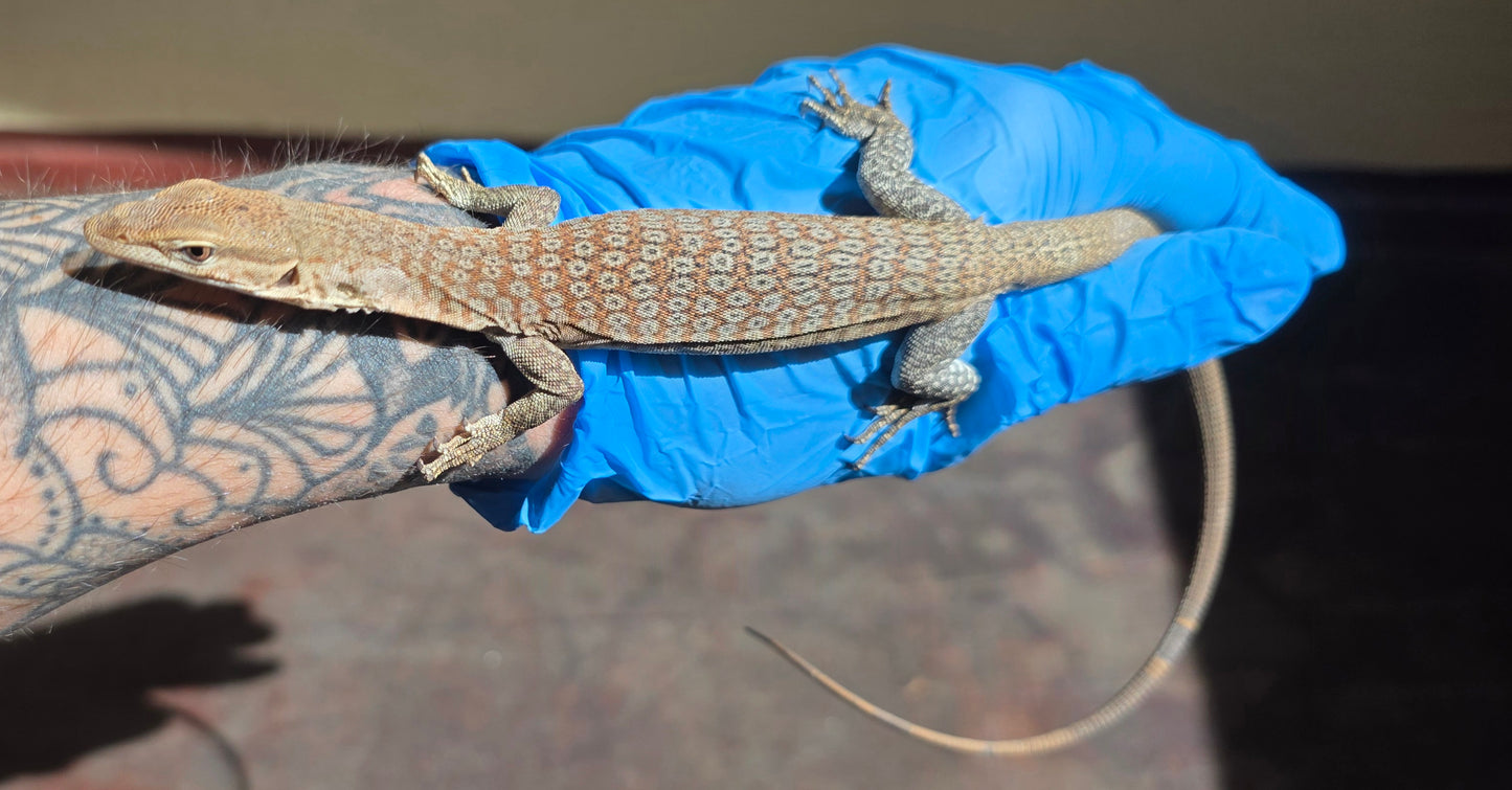 Trauerwaran / Varanus tristis orientalis