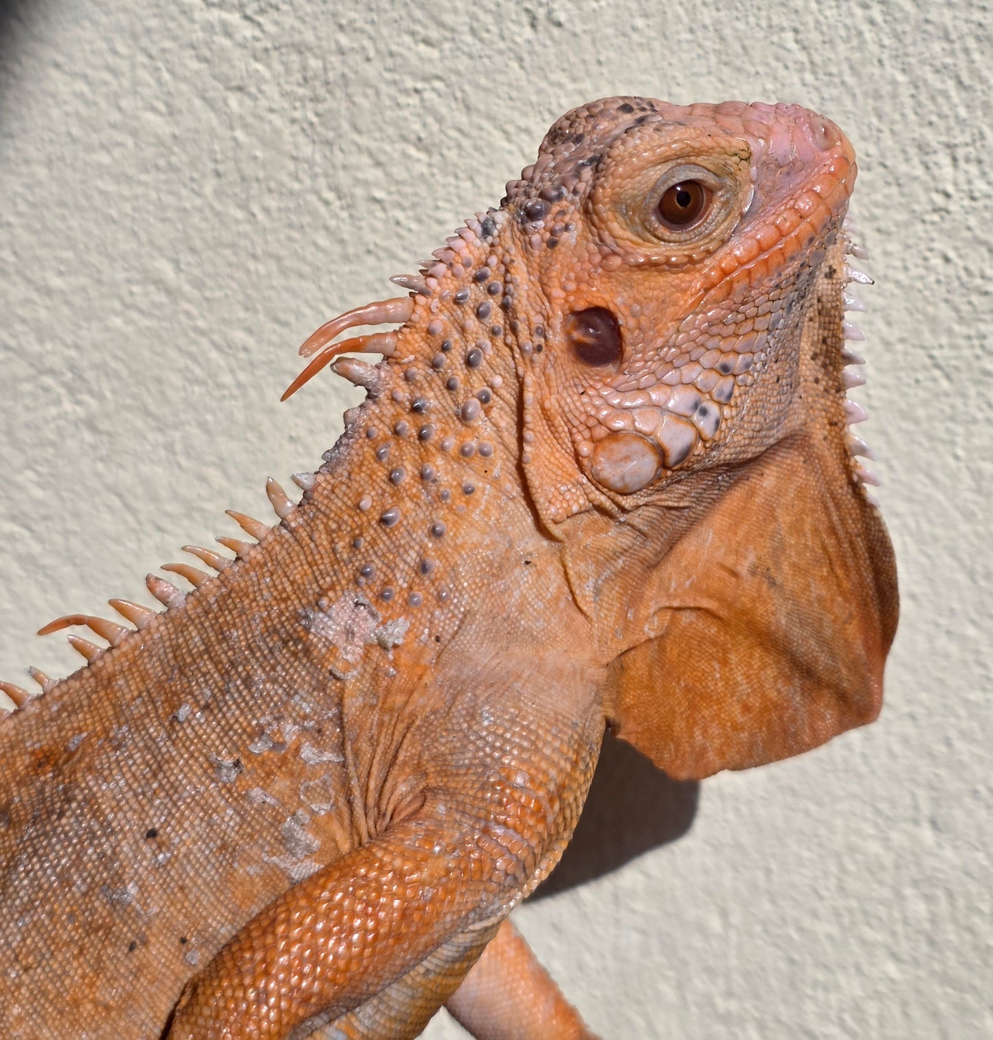 Grüner Leguan / Iguana iguana