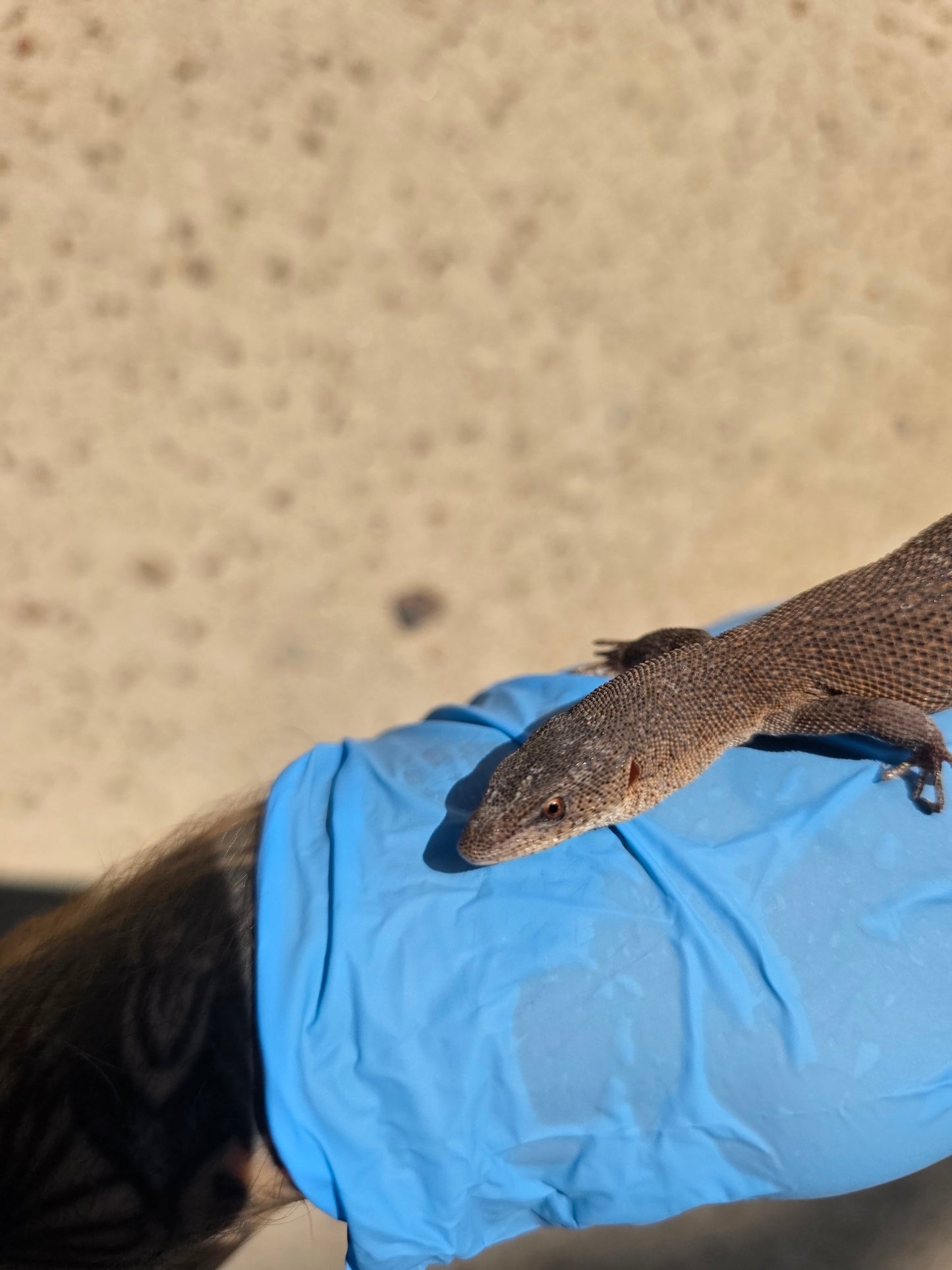 Primo Zwergwaran / Varanus primordius