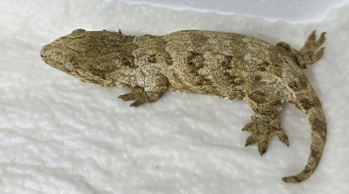 Riesengecko / Rhacodactylus leachianus #1