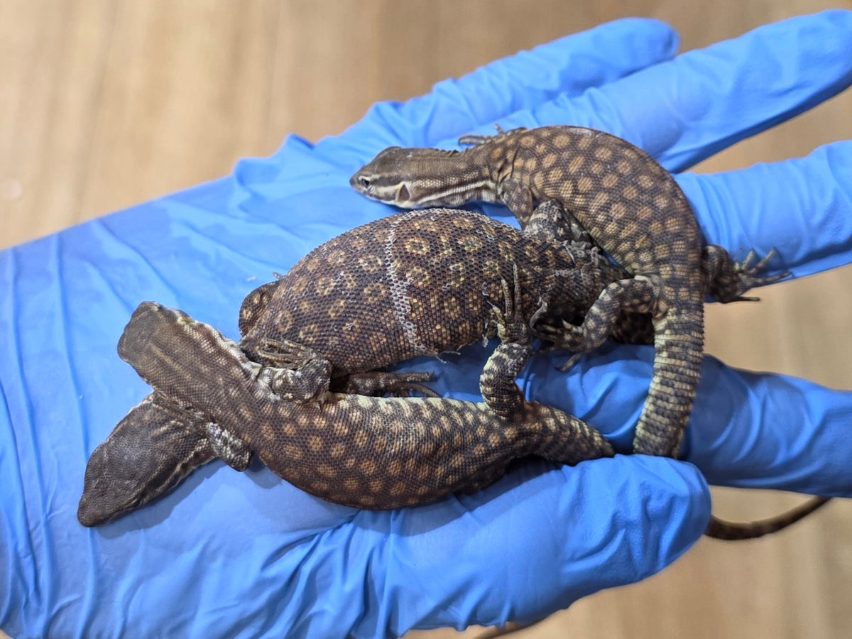 Stachelschwanzwaran / Varanus acanthurus