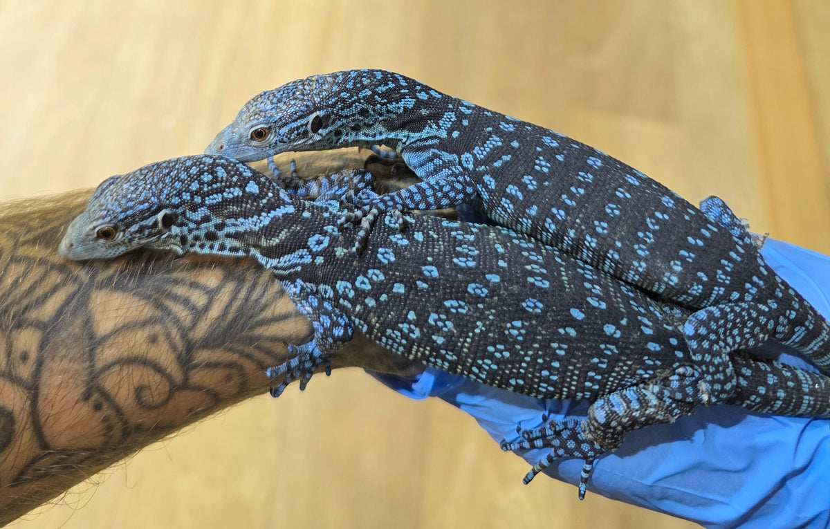 Blauer Baumwaran / Varanus macraei