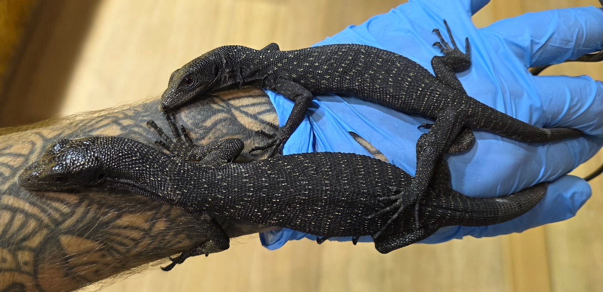 Schwarzer Baumwaran / Varanus beccarii
