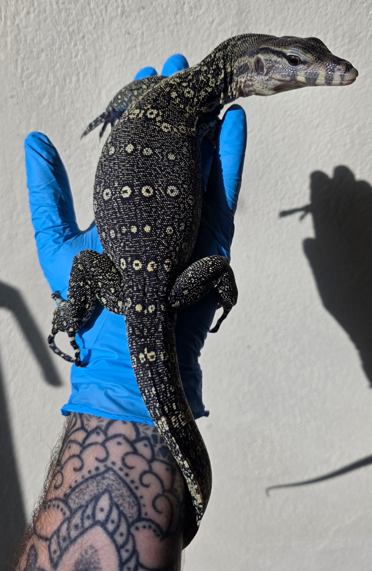 Bindenwaran / Varanus salvator