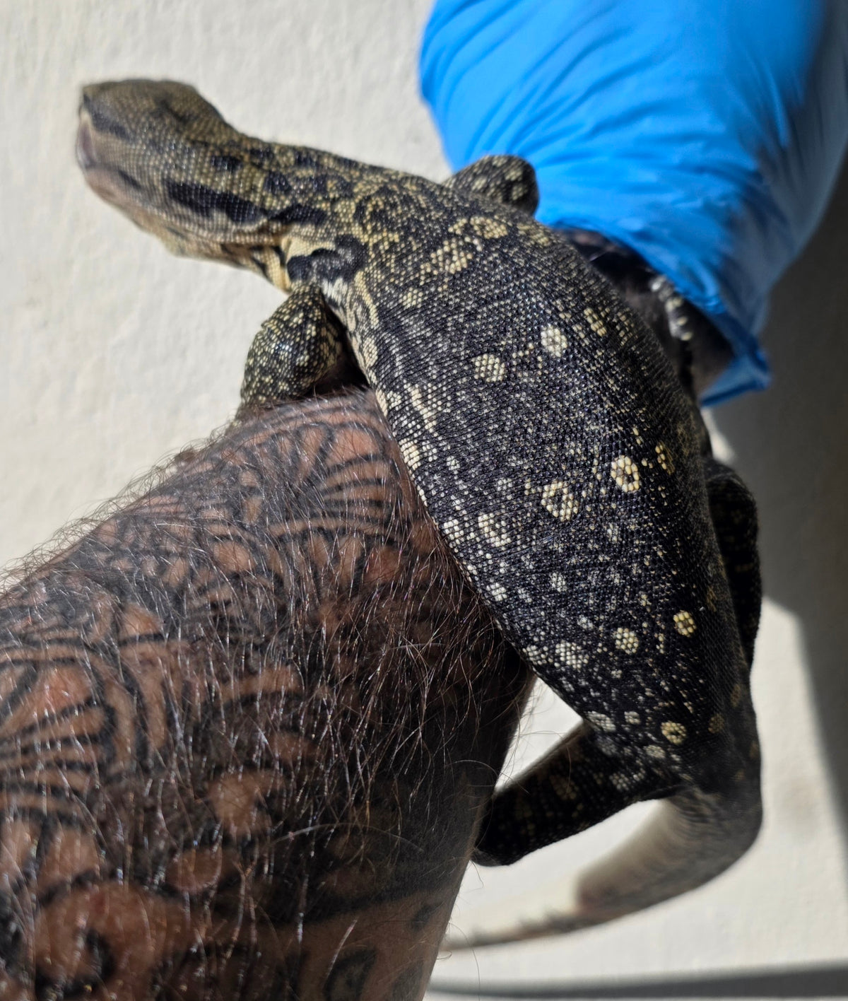 Bindenwaran / Varanus salvator