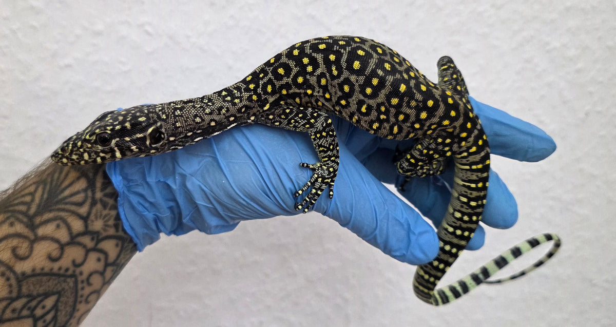 Blauschwanzwaran / Varanus doreanus
