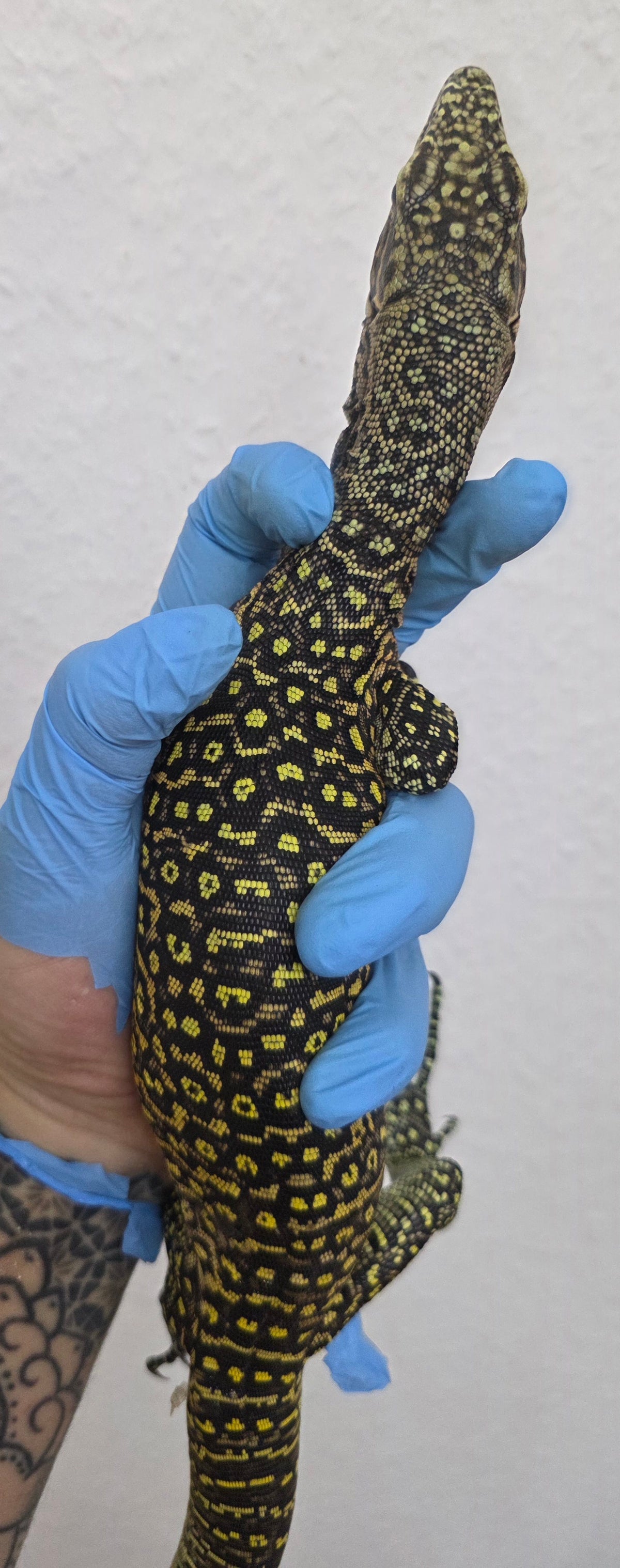 Blauschwanzwaran / Varanus doreanus