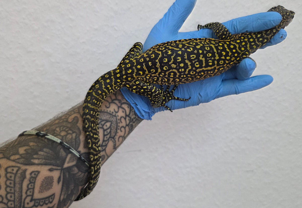 Blauschwanzwaran / Varanus doreanus