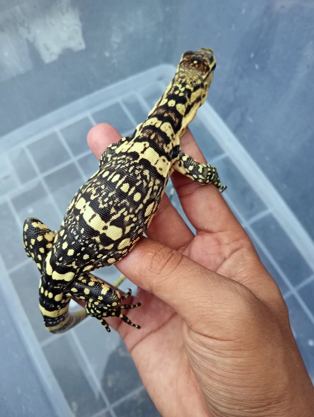 Bindenwaran / Varanus salvator Sumbawa