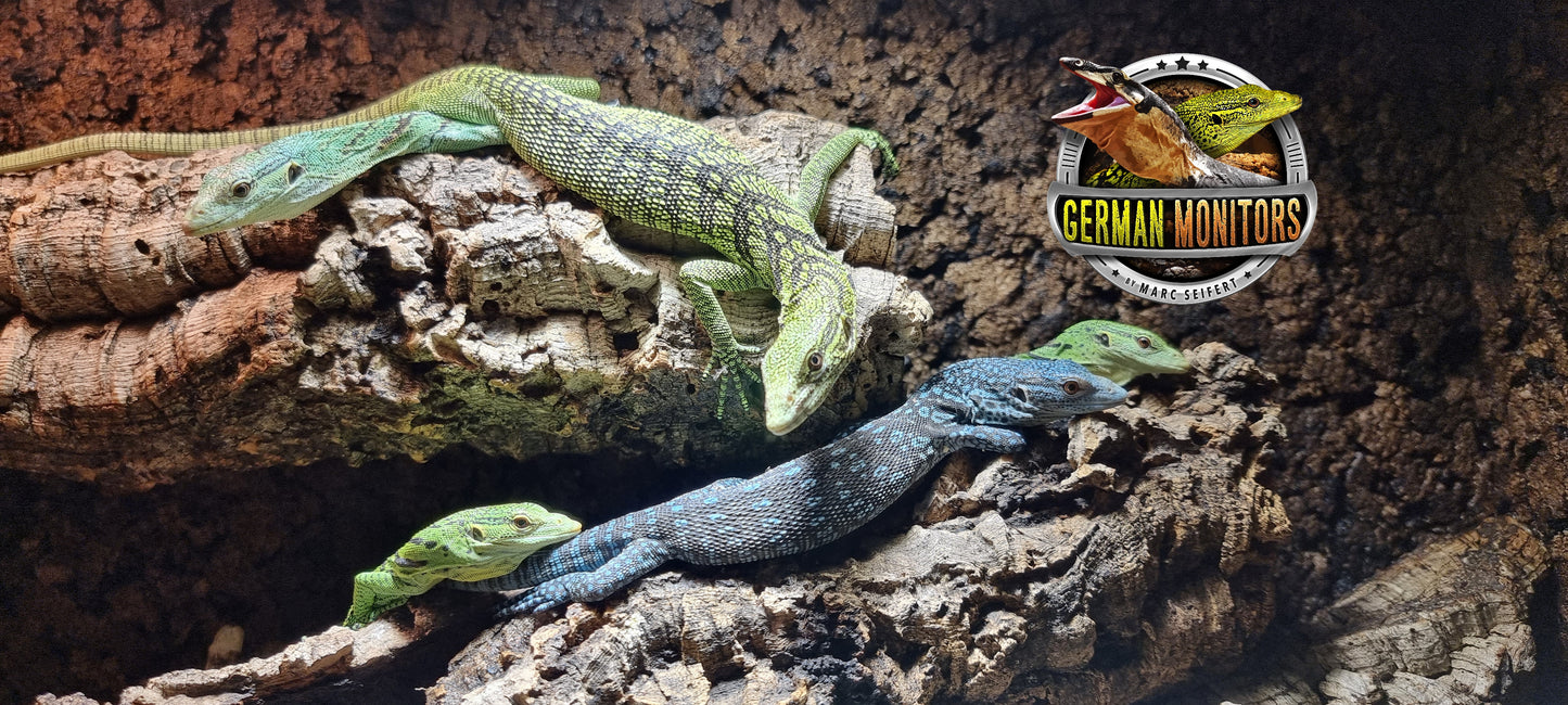 Blauer Baumwaran / Varanus macraei