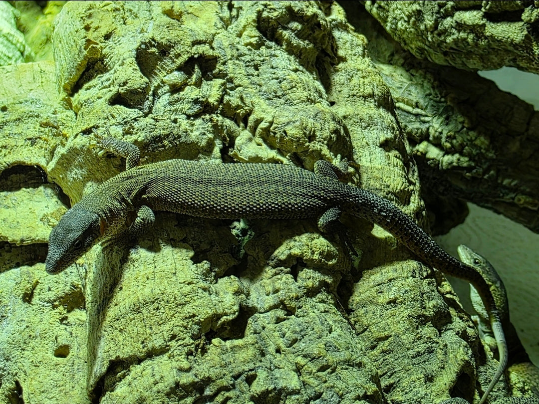 Primo Zwergwaran / Varanus primordius