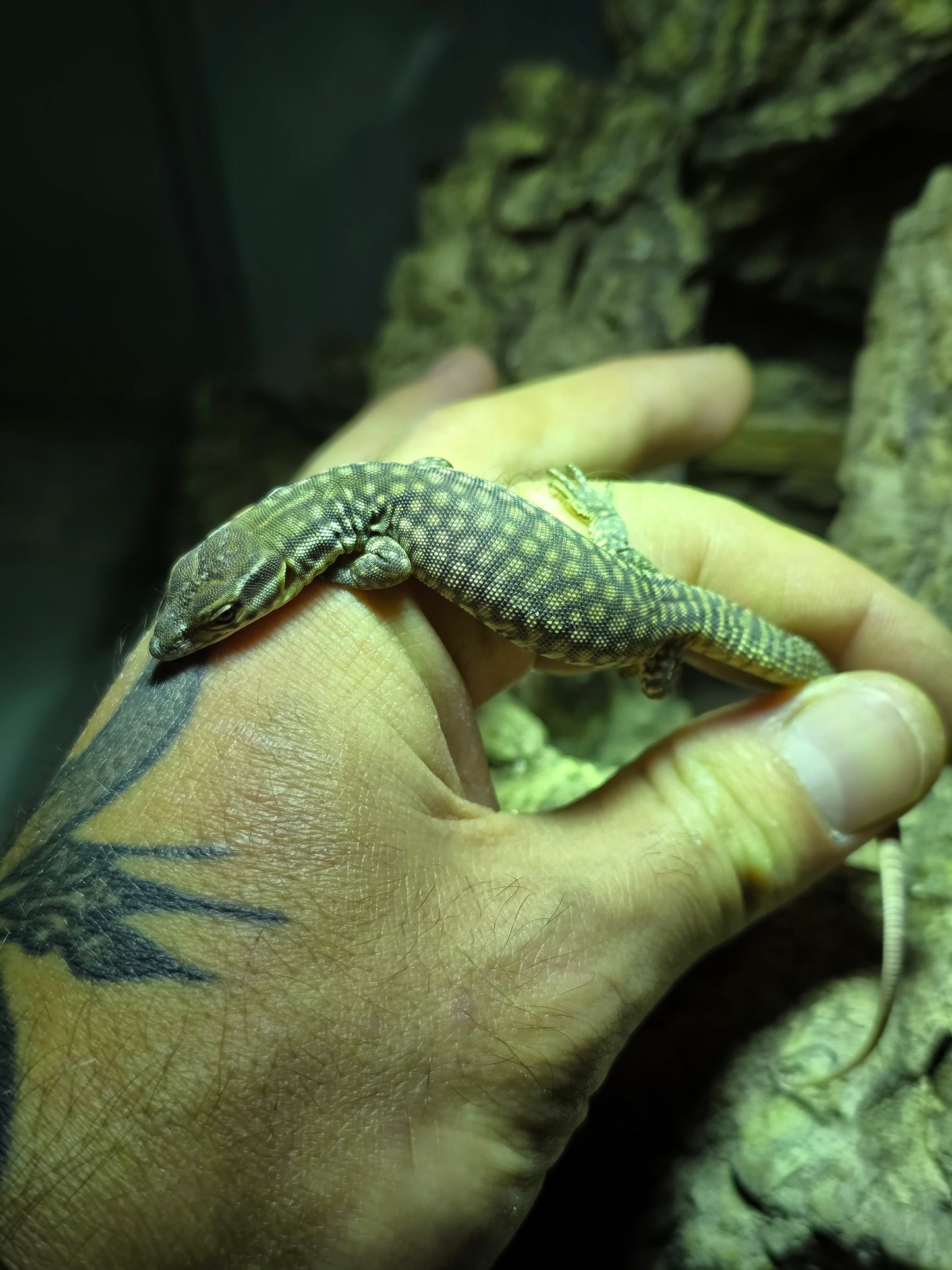Stachelschwanzwaran / Varanus acanthurus