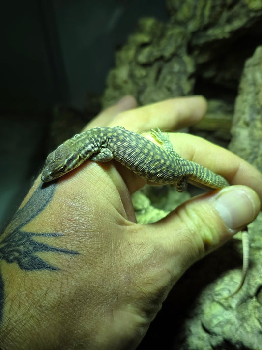 Stachelschwanzwaran / Varanus acanthurus