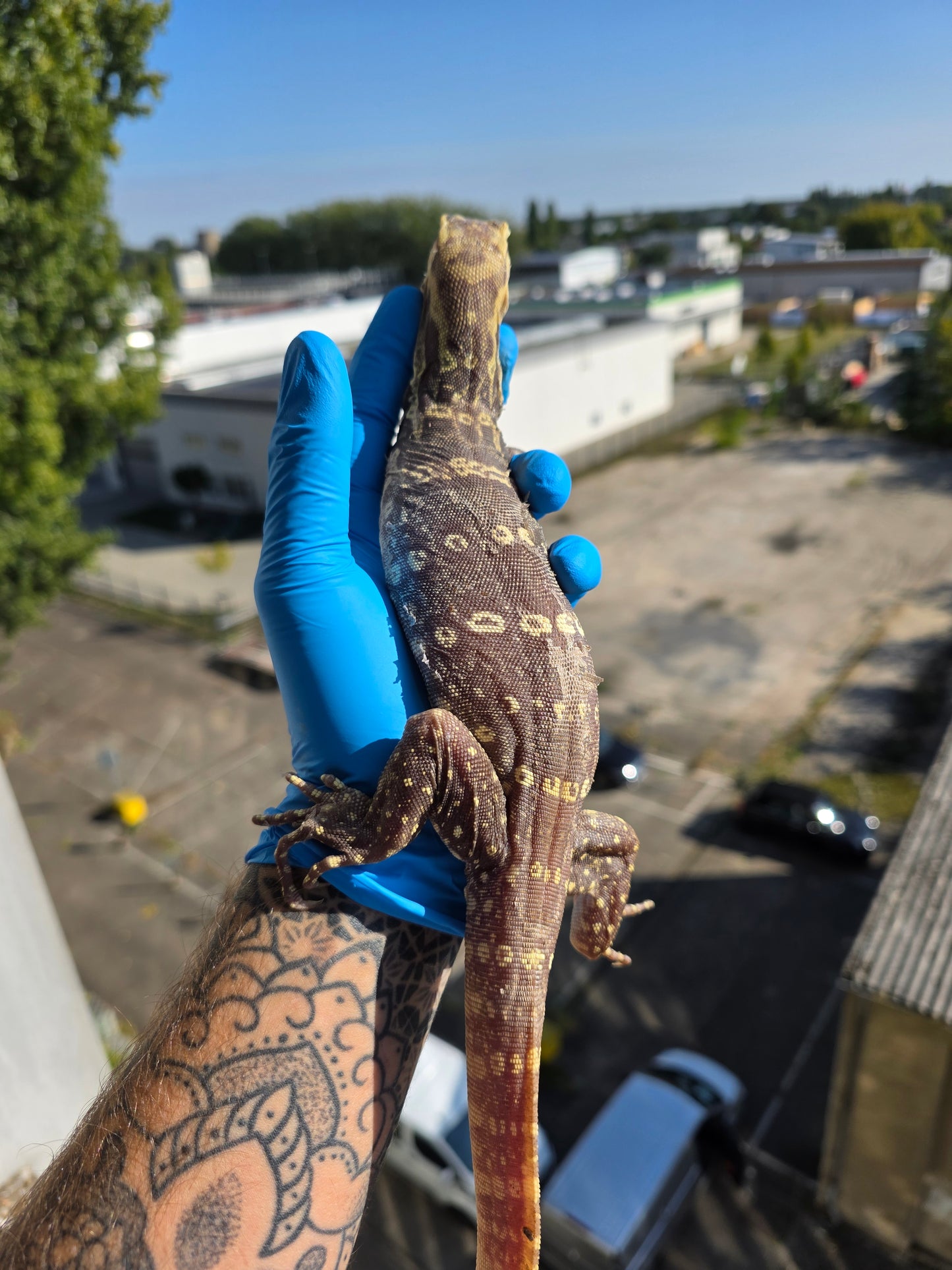 Bindenwaran / Varanus salvator