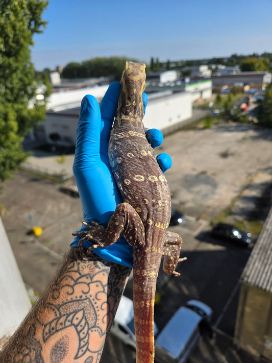 Bindenwaran / Varanus salvator