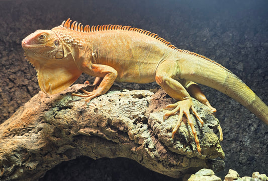 Grüner Leguan / Iguana iguana