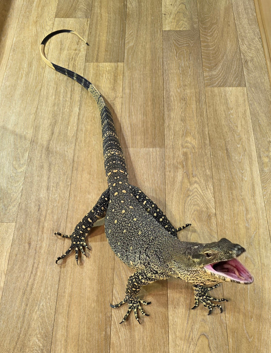 Buntwaran / Varanus varius
