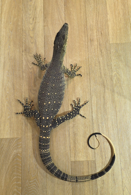 Buntwaran / Varanus varius