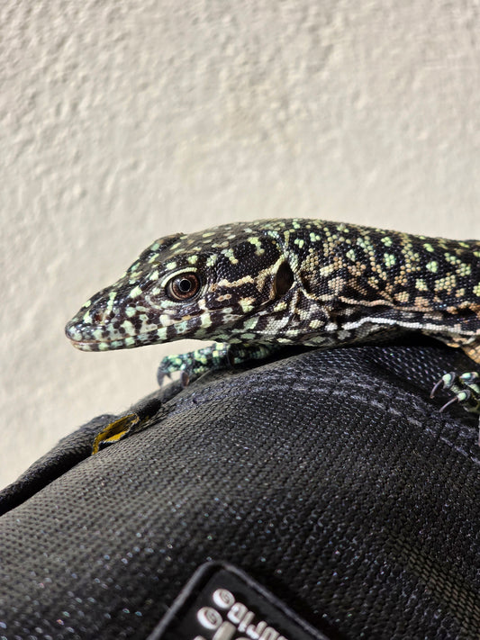 Blauschwanzwaran / Varanus doreanus