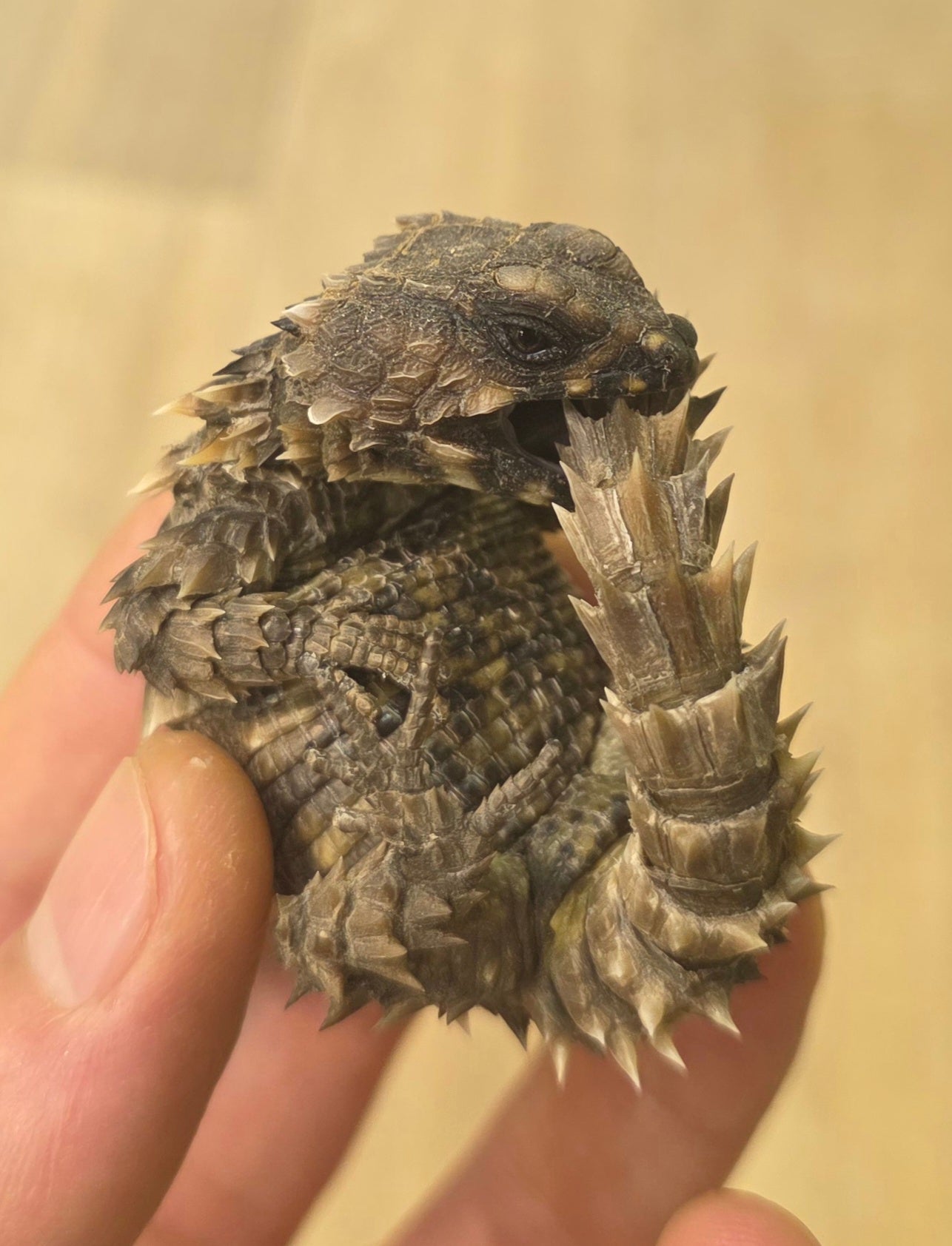 Panzergürtelschweif / Ouroborus cataphractus