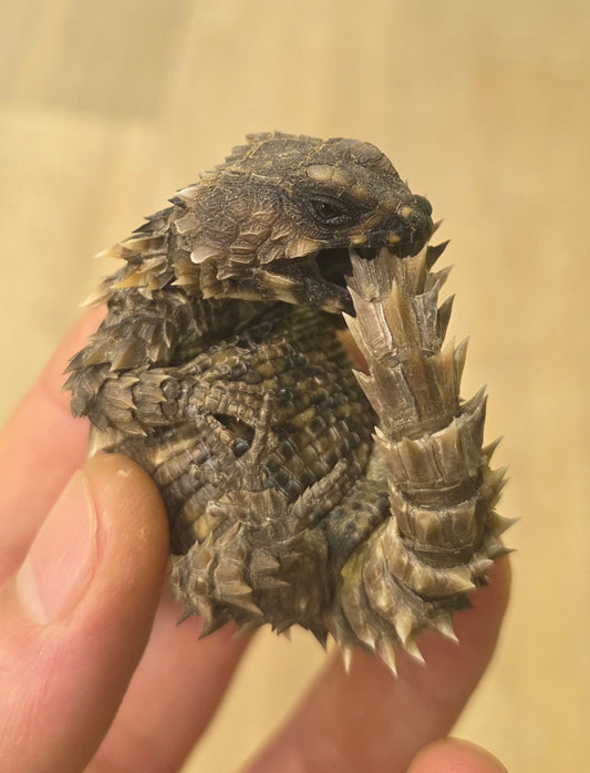 Panzergürtelschweif / Ouroborus cataphractus