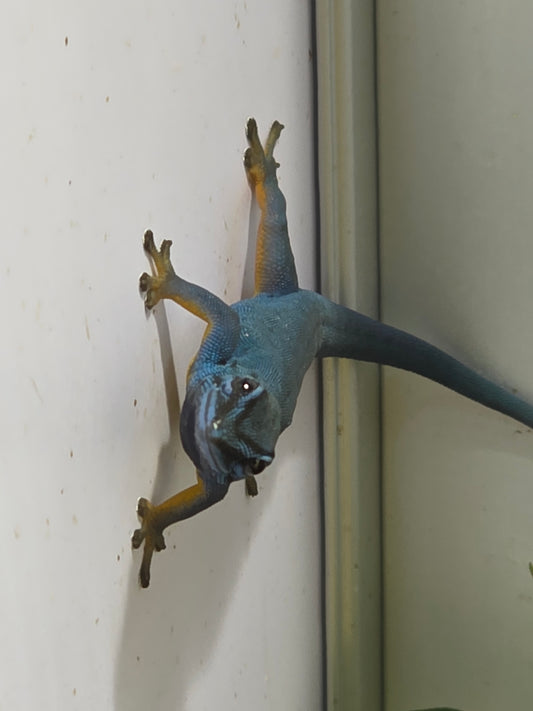 Electric Blue Taggecko / Lygodactylus williamsi