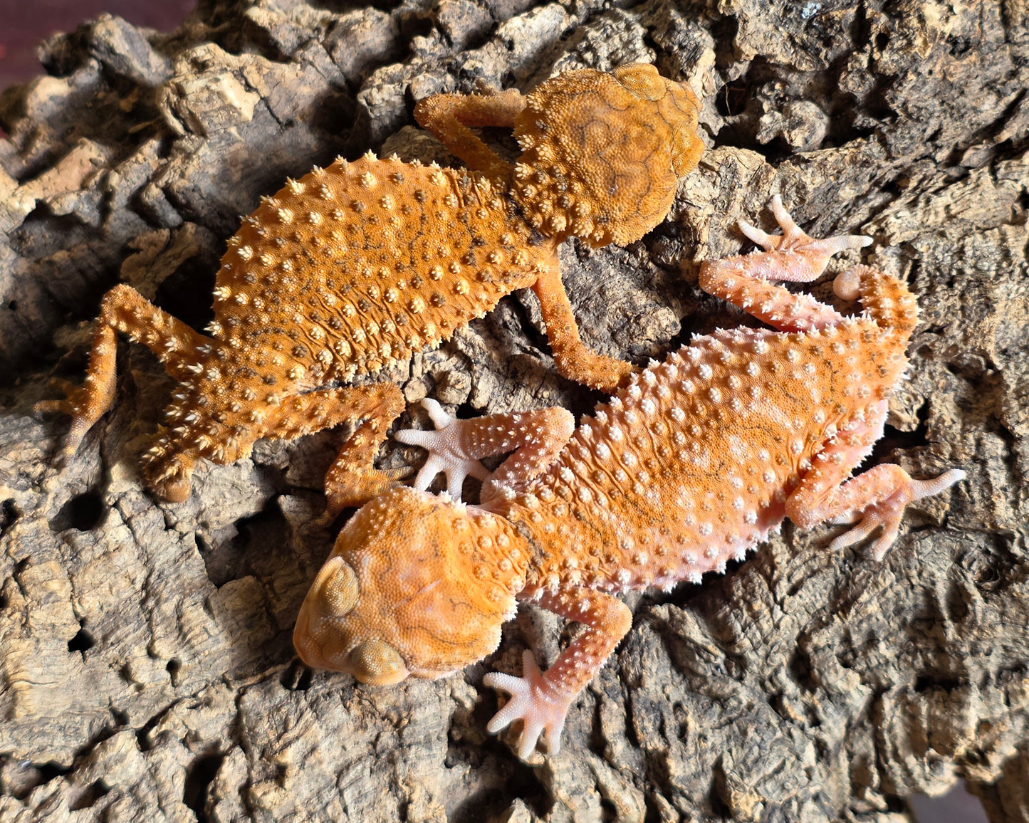 Knopfschwanzgecko / Nephrurus amyae #1