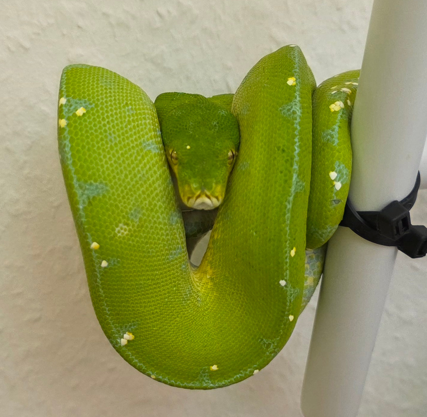 Grüner Baumpython / Morelia viridis