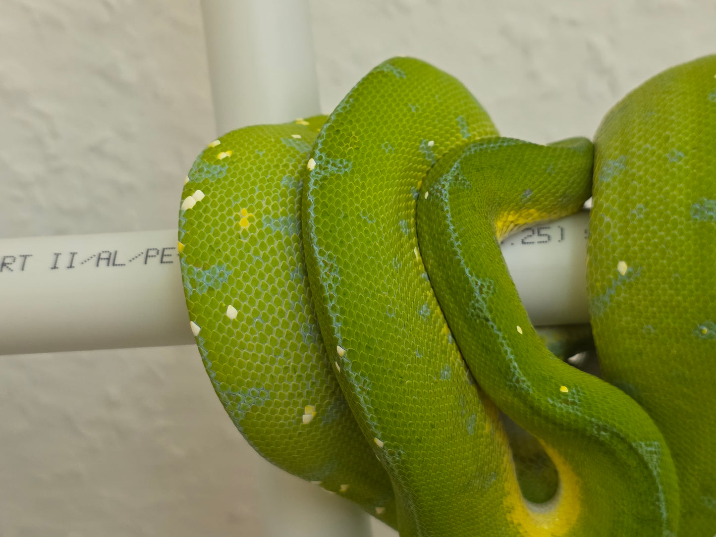 Grüner Baumpython / Morelia viridis