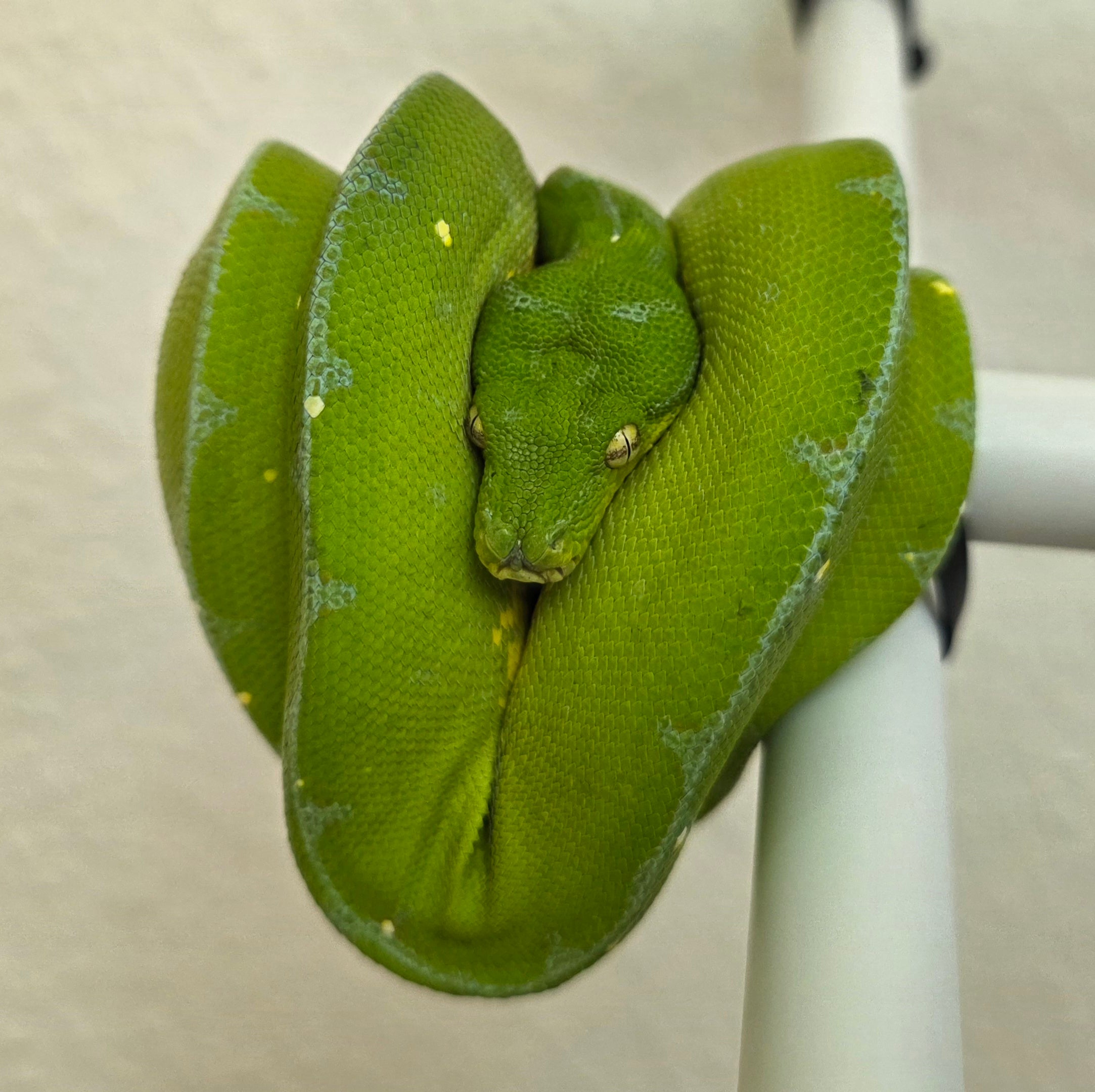 MORELIA VIRIDIS ドイツ語版 GRUNER BAUMPYTHON Grüner Morelia