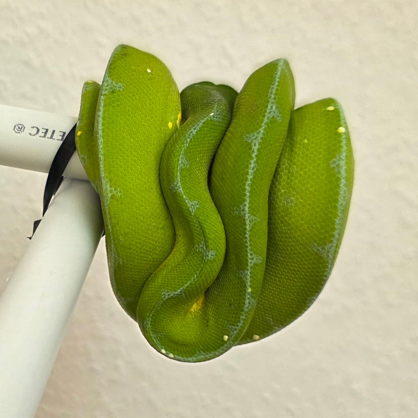 Grüner Baumpython / Morelia viridis