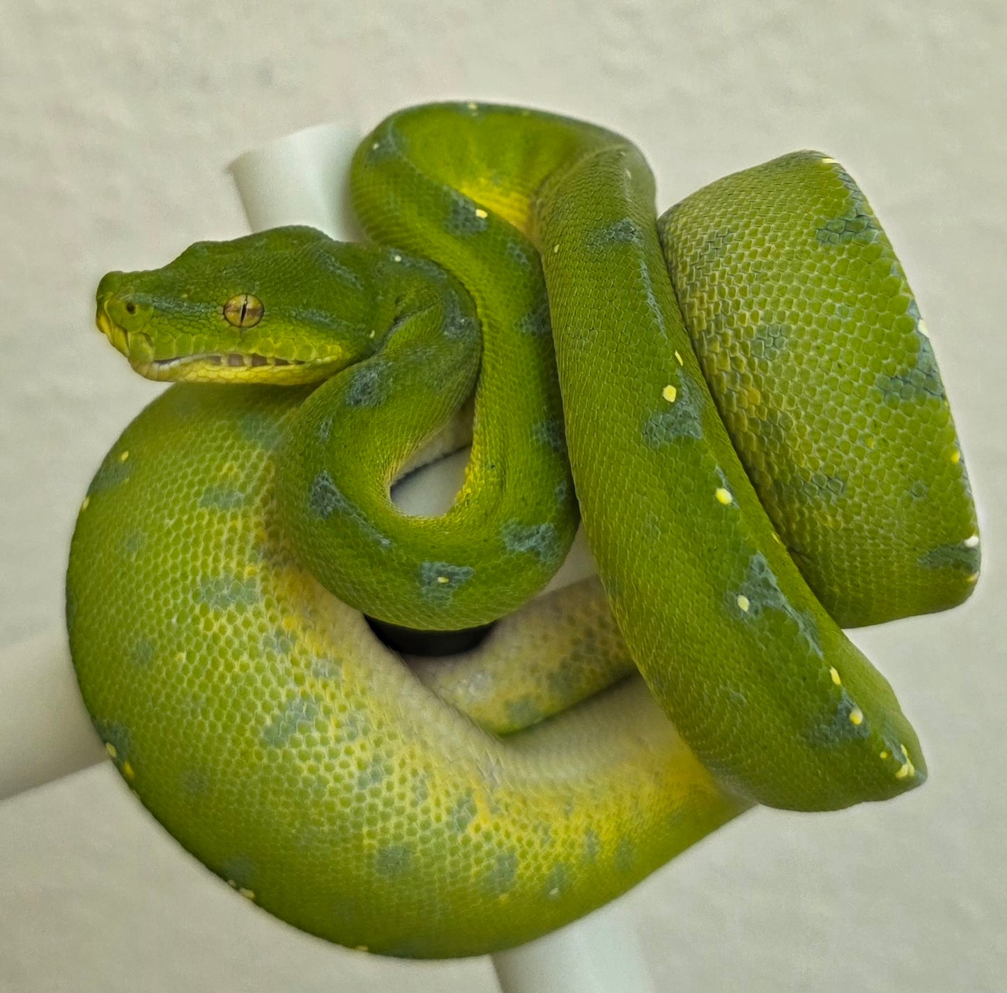 Grüner Baumpython / Morelia viridis