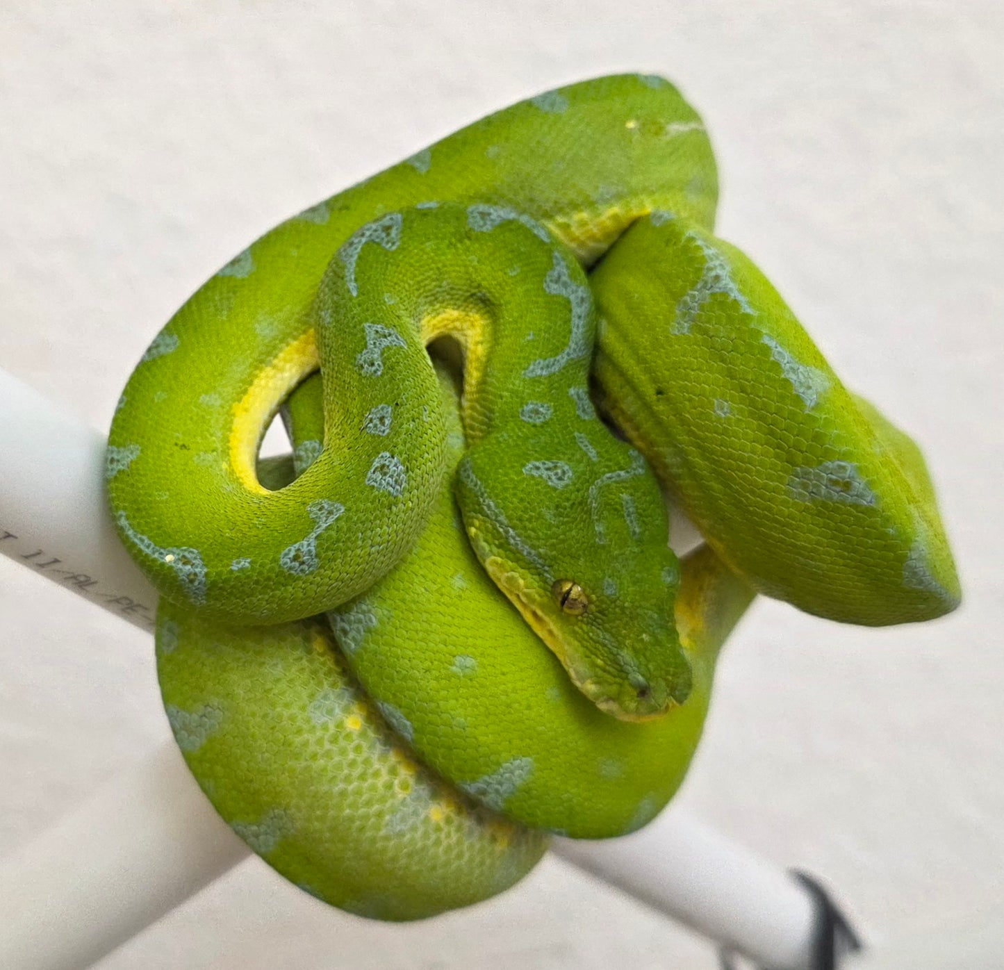 Grüner Baumpython / Morelia viridis