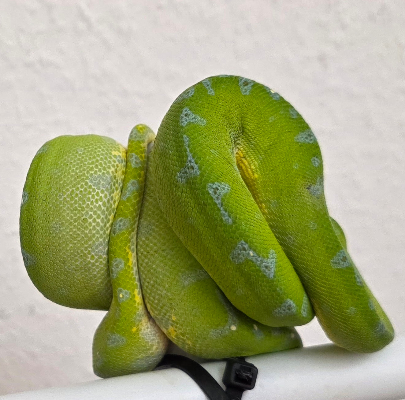 Grüner Baumpython / Morelia viridis