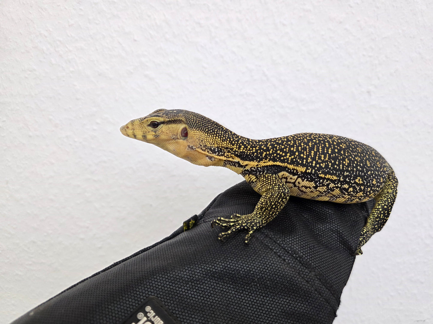 Bindenwaran / Varanus salvator